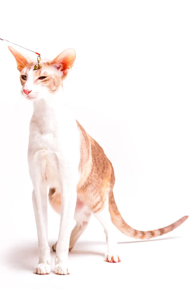 Conheça 6 raças de gato sem pelo 2 Confira 6 raças de gato sem pelo