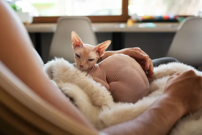 Conheça 6 raças de gato sem pelo 1 Confira 6 raças de gato sem pelo