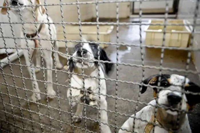 Câmara aprova proibição de uso de animais em testes cosméticos 1 Câmara aprova proibição de uso de animais em testes cosméticos