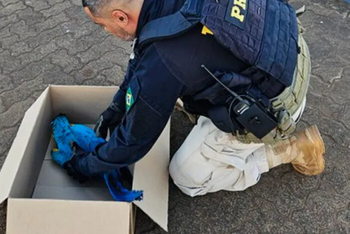 Motorista salva arara-azul ferida em rodovia federal 1 arara azul prf divulgacao