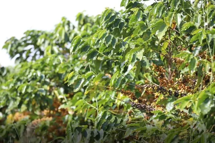 UFV lança tecnologia pioneira para otimizar manejo de pragas e reduzir uso de inseticidas 1 UFV