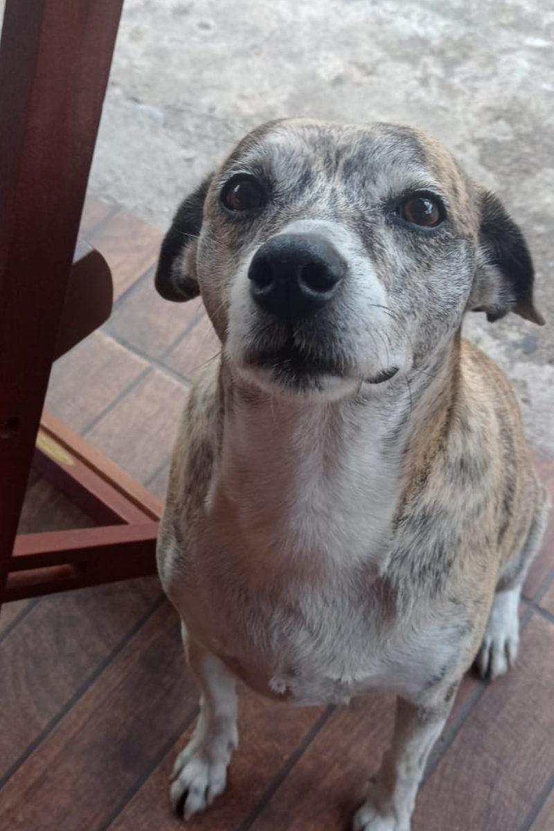 cachorro di buteco 1