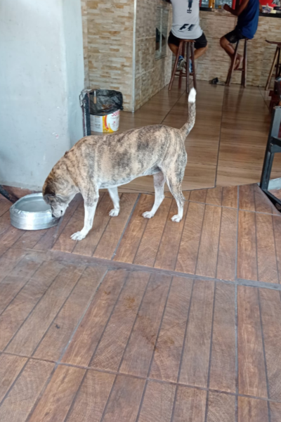 cachorro di buteco 2