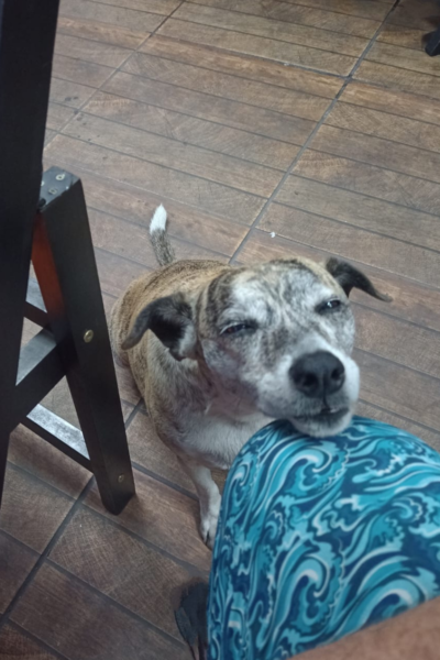 cachorro di buteco 3
