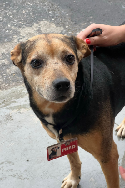 cachorro di buteco 4