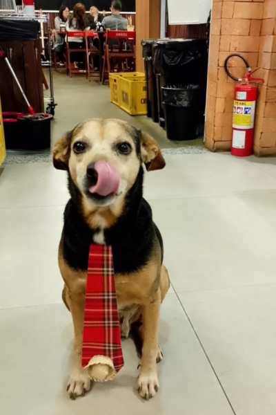 cachorro di buteco 5
