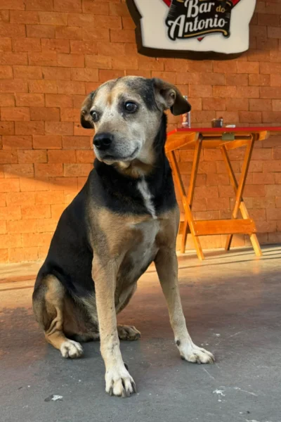 cachorro di buteco 6