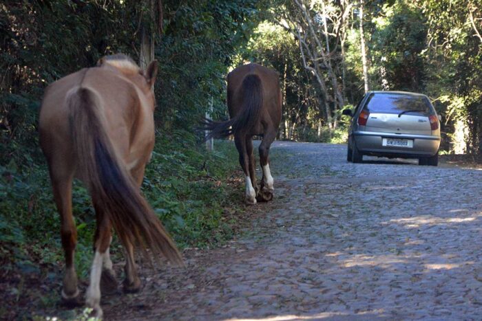 Câmara aprova multa de até R$ 2.500 por animais de grande porte soltos