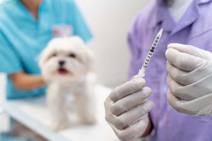 Vínculo de emprego entre clínica veterinária e estagiária é reconhecido pela Justiça 1 Vínculo de emprego entre clínica veterinária e estagiária é reconhecido pela Justiça
