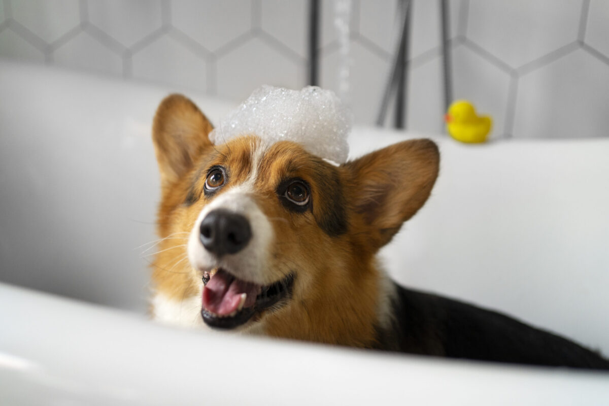 Higiene animal: saiba por que a limpeza é essencial para a saúde do seu pet 1 freepik scaled e1751654148802
