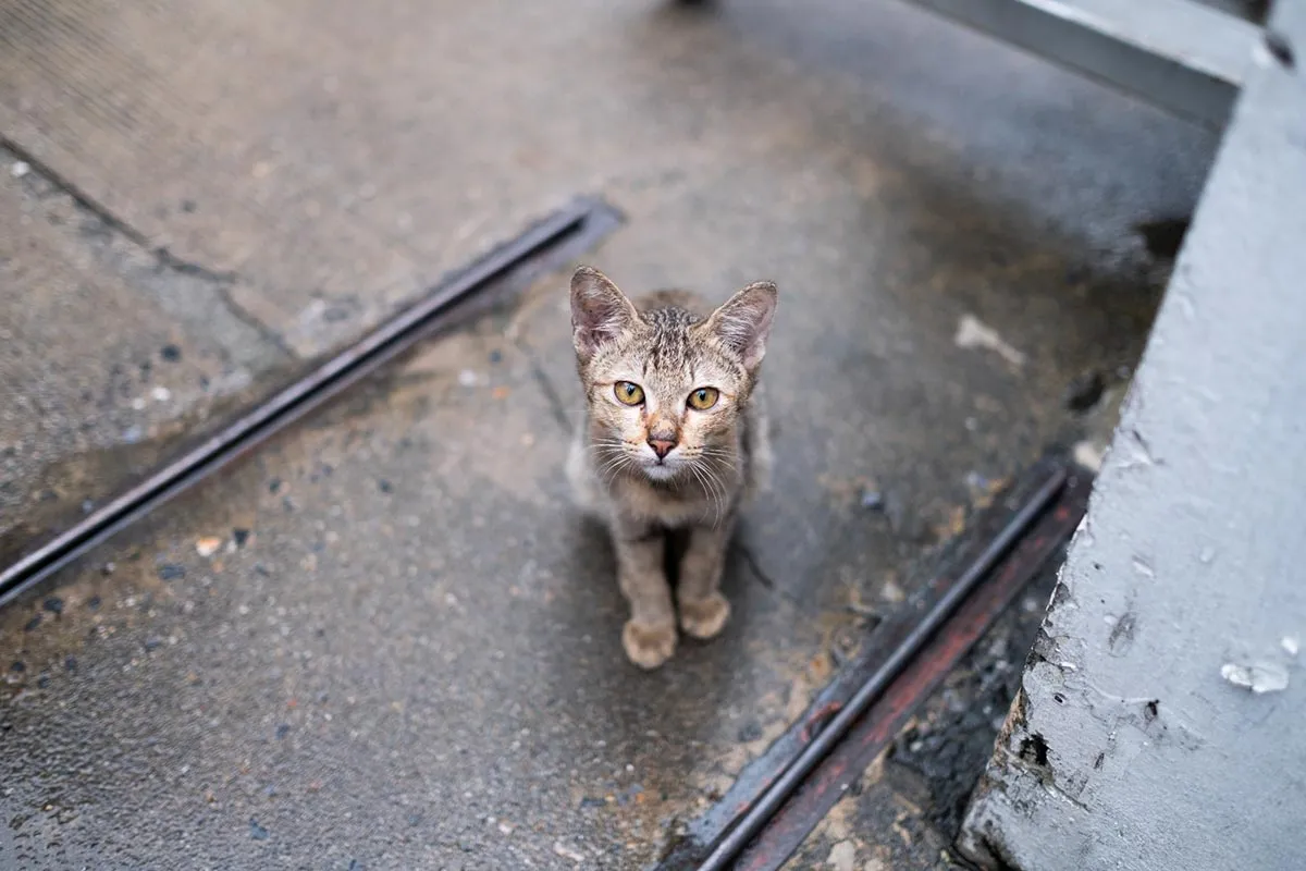 Além da adoção: Veja 10 dicas para ajudar animais de rua 1 ok especial pet 2 freepik