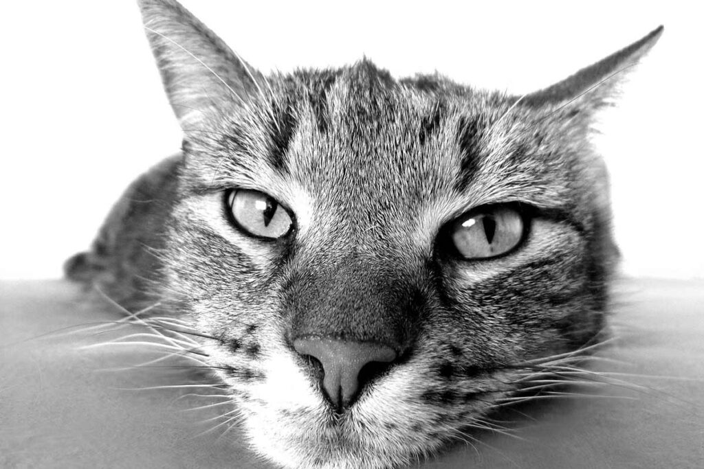 7 maneiras eficientes de chamar o gato 2 ok especial pet pixabay
