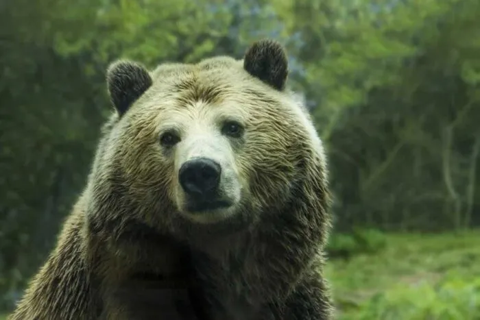 Olfato poderoso: conheça 8 animais com faro desenvolvido 2 olfato