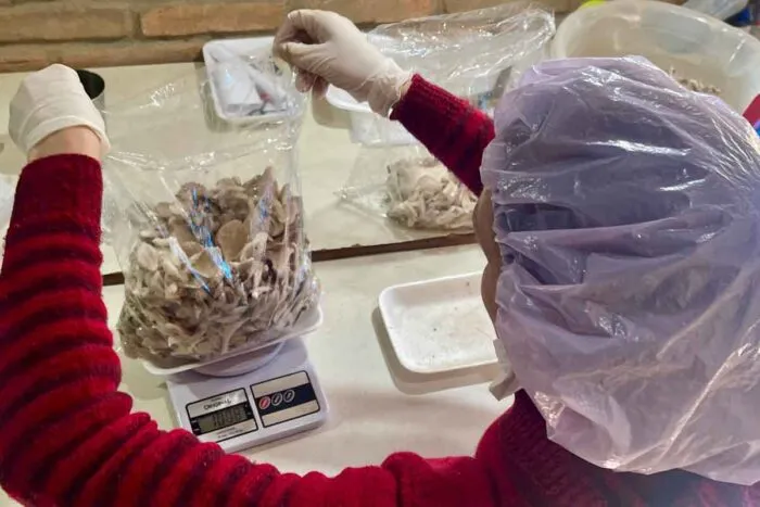 Parceria busca incentivar cultivo de cogumelos entre produtores rurais em Juiz de Fora 2 BIOSFERA FELIPE COURI 16
