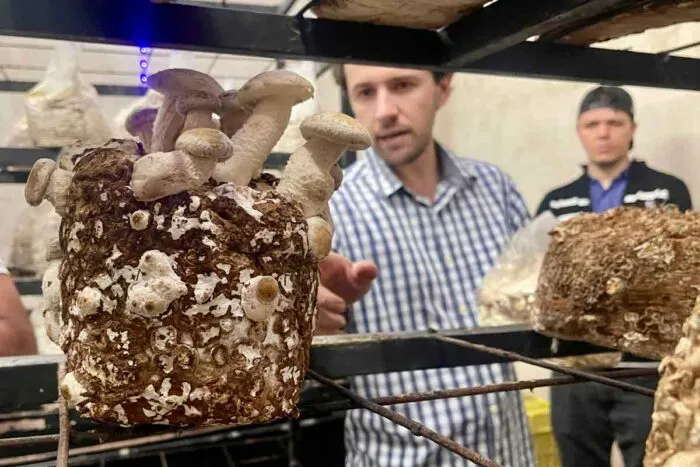 Parceria busca incentivar cultivo de cogumelos entre produtores rurais em Juiz de Fora 1 cogumelos