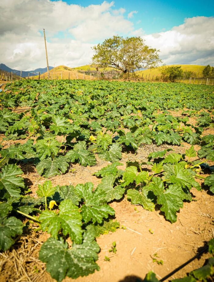 Da terra à mesa: agricultura familiar garante diversidade alimentar e renda em Juiz de Fora 3 Da terra a mesa os pequenos produtores que movimentam a economia de JF Reproducao