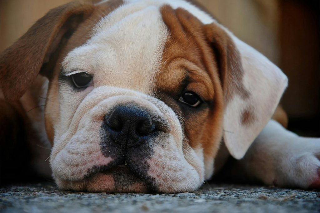 Confira 8 raças de cachorro com a pele enrugada 9 Foto Pexels