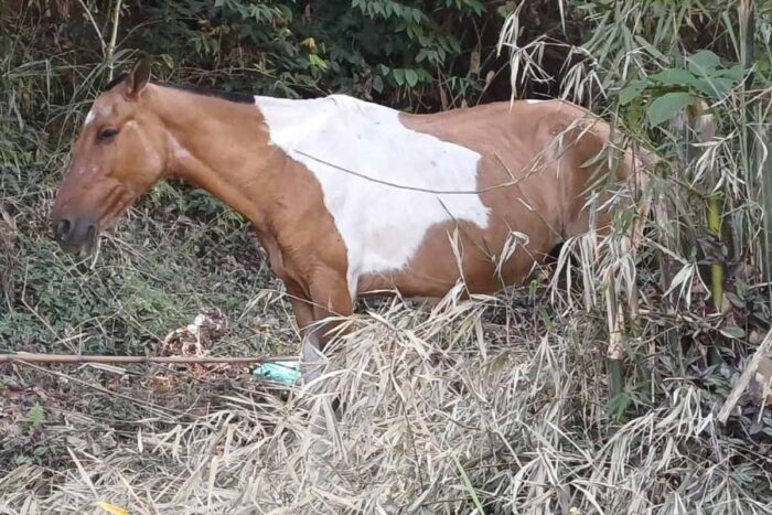 Cavalos soltos em ruas de Juiz de Fora preocupam moradores 1 cavalos soltos via pública juiz de fora