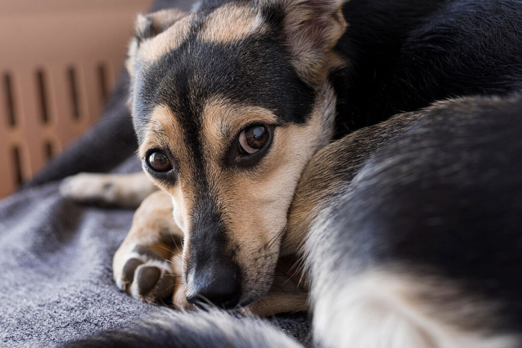 7 dicas para o animal se adaptar com mudanças na rotina 3 7 dicas para o animal se adaptar com mudanças na rotina