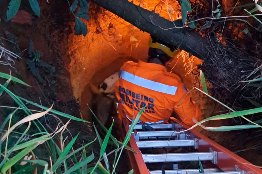 Dois cães são resgatados de cisterna em imóvel abandonado 1 cachorros resgatados bombeiros conselheiro lafaiete