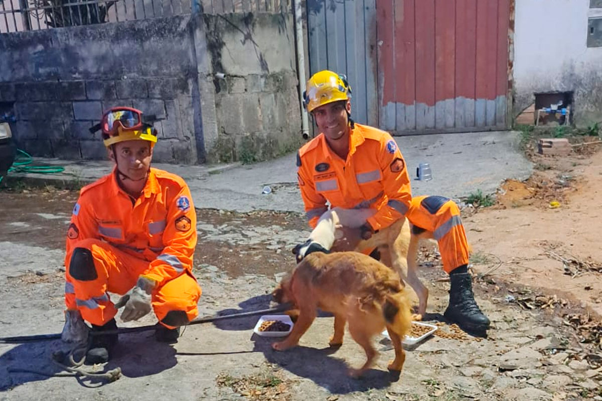 cachorros-resgatados-bombeiros-conselheiro-lafaiete.jpg2 cachorros-resgatados-bombeiros-conselheiro-lafaiete.jpg2