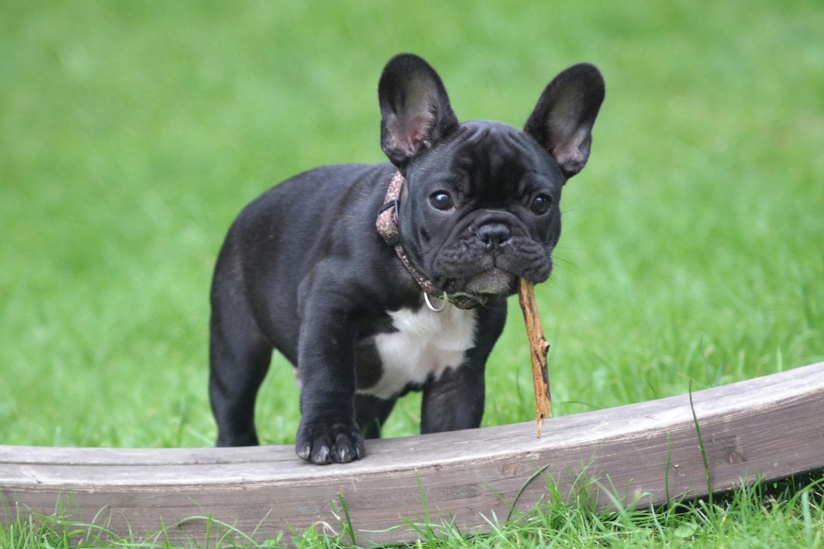 7 cuidados importantes com cachorros braquicefálicos