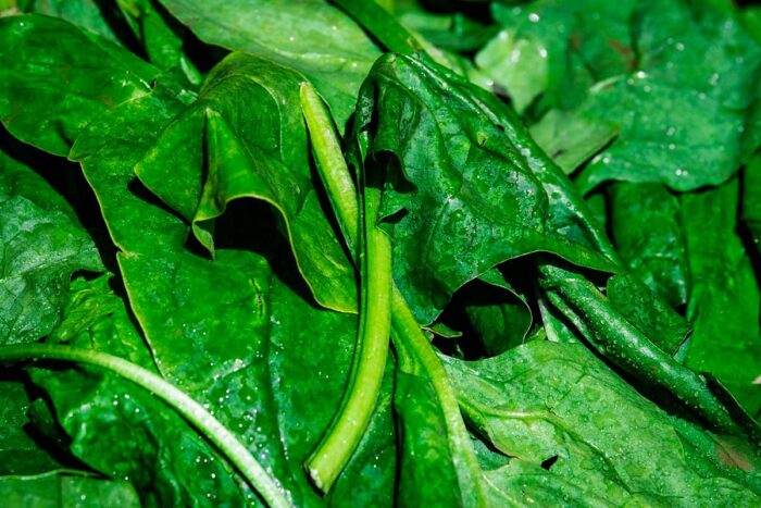 Confira 7 benefícios das folhas verdes para a saúde 1 espinafre by pixabay