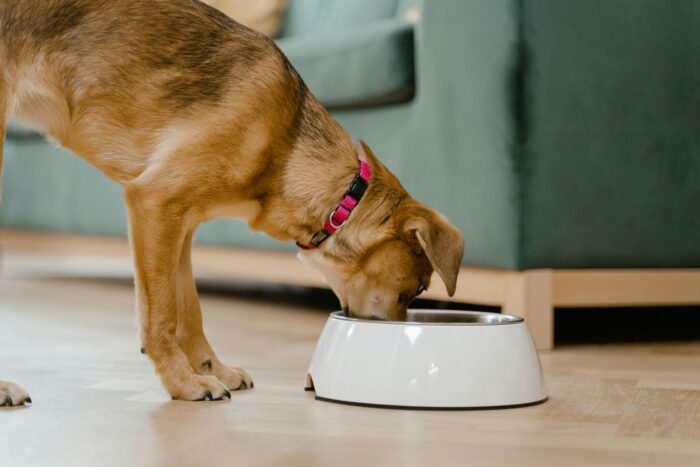 Confira 8 dicas para prevenir que o seu animal fique doente 3 pexels mart production 8434676