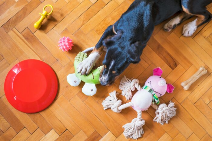 Confira 8 dicas para prevenir que o seu animal fique doente 5 pexels mathew coulton 2358287 4445461
