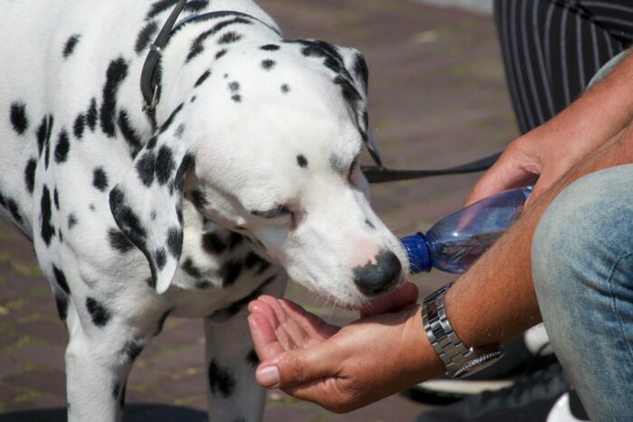 Confira 8 dicas para prevenir que o seu animal fique doente 8 pexels matthiaszomer 10829810