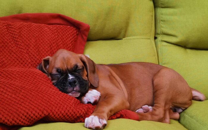 Confira 8 dicas para prevenir que o seu animal fique doente 4 pexels ricardo berganza 2155234797 33616374