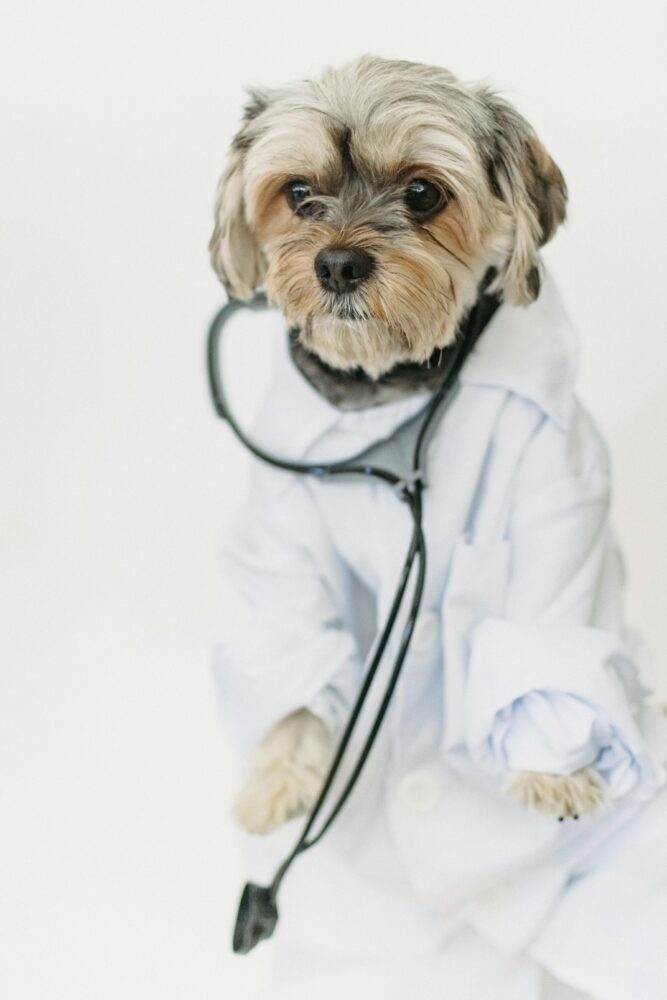 Confira 8 dicas para prevenir que o seu animal fique doente 2 pexels sam lion 5732461