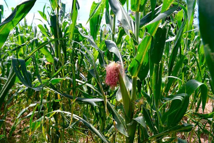 Educação básica de Minas Gerais terá conteúdos sobre produção agrícola