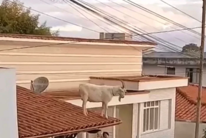 VÍDEO: Bode encontrado em telhado é socorrido em cidade da região 2 bode no telhado barbacena