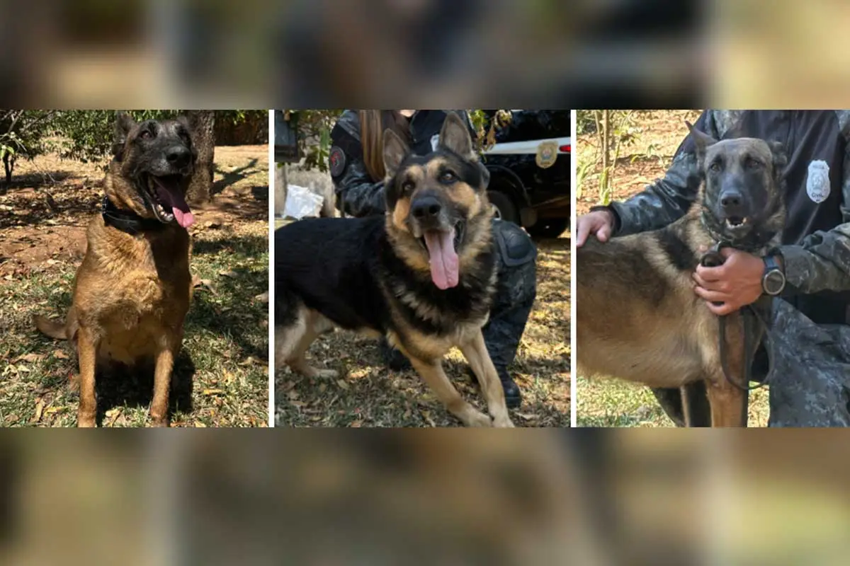 'Adote um herói': Governo de Minas lança campanha para adoção de cães policiais aposentados