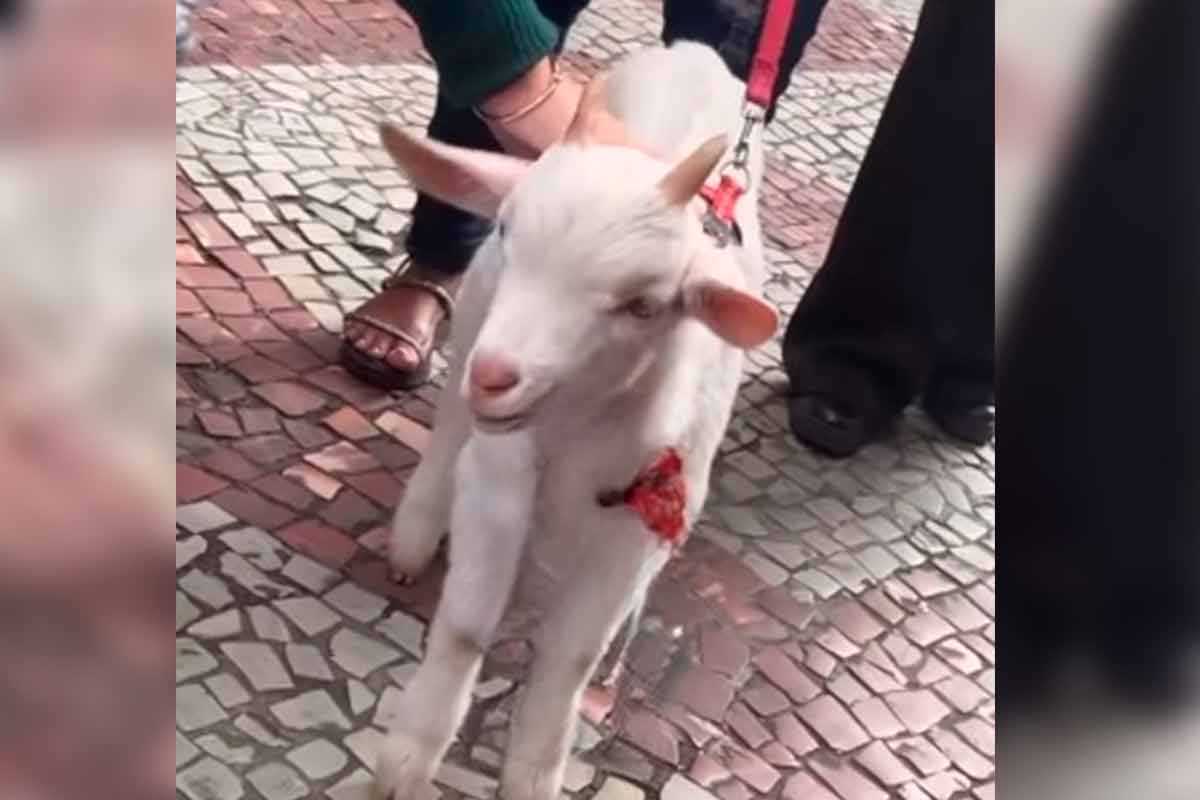 Imagem: 
