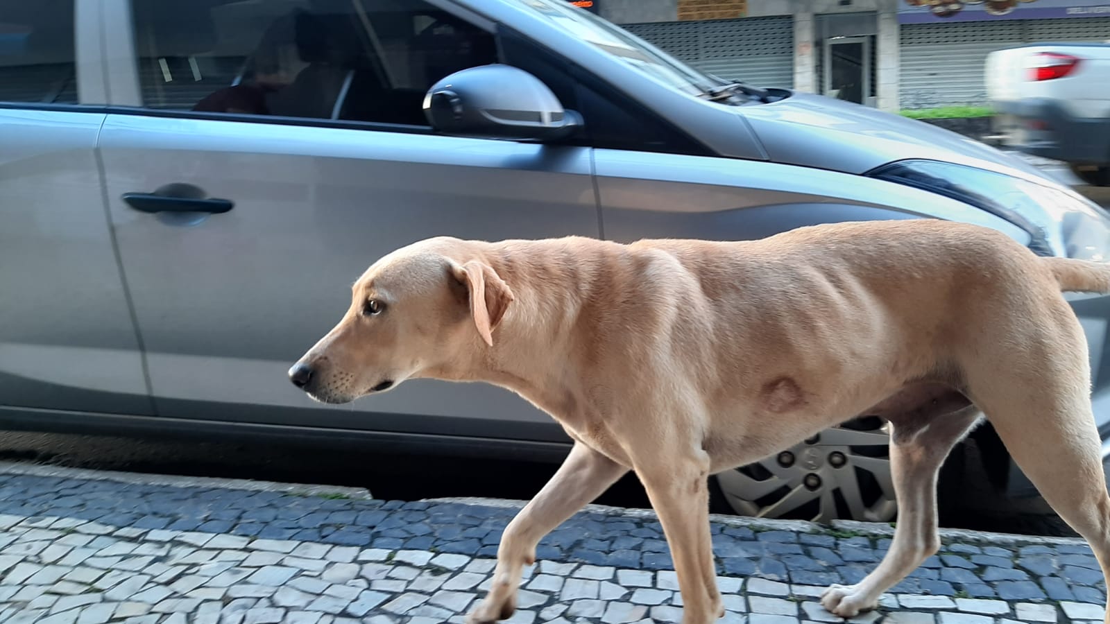Câmara analisa inclusão de animais em programa de retorno de pessoas em situação de rua para cidade de origem