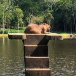 Dia da capivara destaca relação do animal com a cultura brasileira e com Juiz de Fora