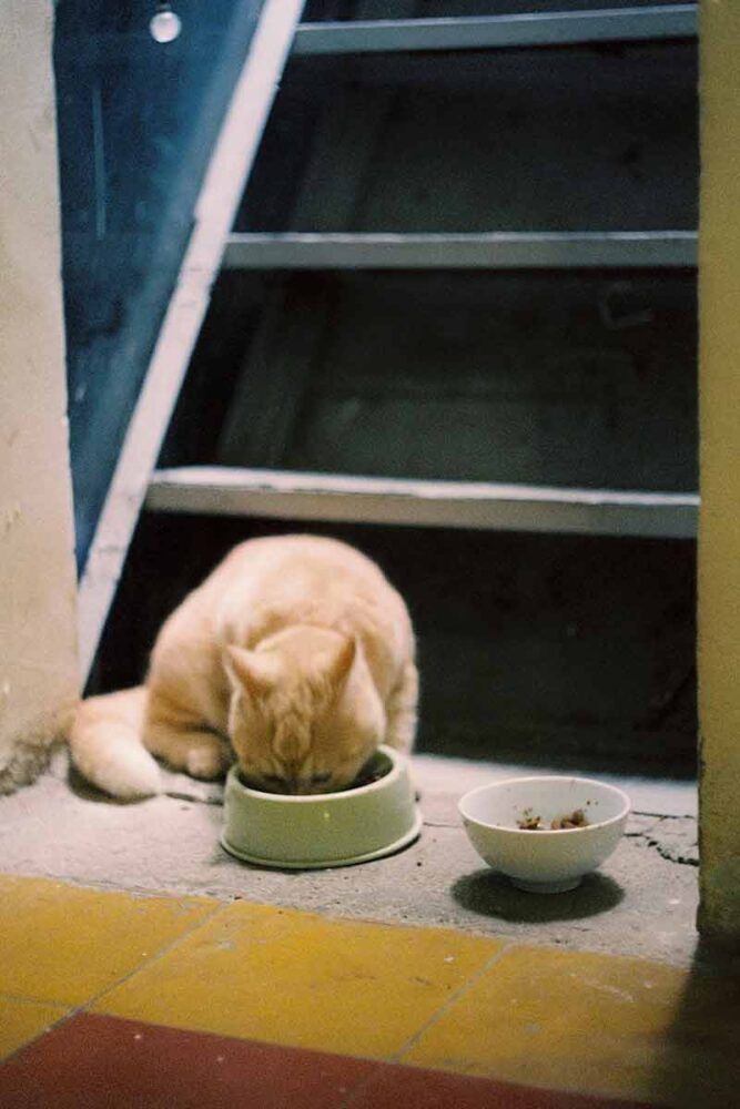 Não sabe como escolher sachê para o gato? Veja 10 dicas 1 Não sabe como escolher sachê para o gato? Veja 10 dicas