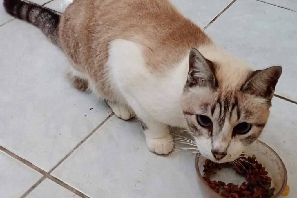 Não sabe como escolher sachê para o gato? Veja 10 dicas