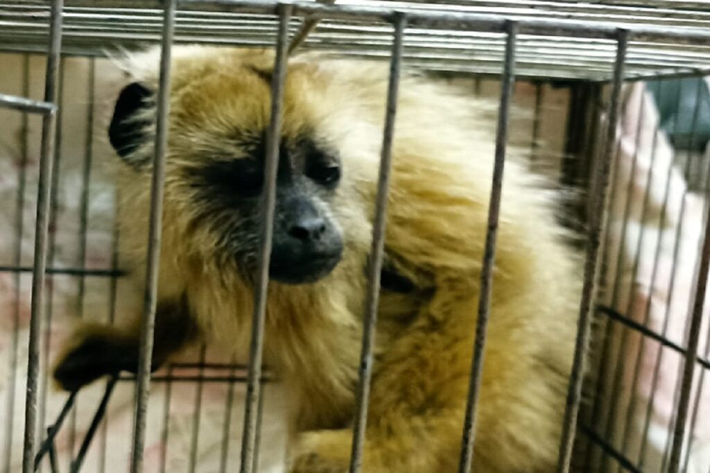Quatro são presos com filhotes de animais silvestres na BR-040; multas somam quase R$ 1 milhão 1 Quatro são presos com filhotes de animais silvestres na BR-040; multas somam quase R$ 1 milhão