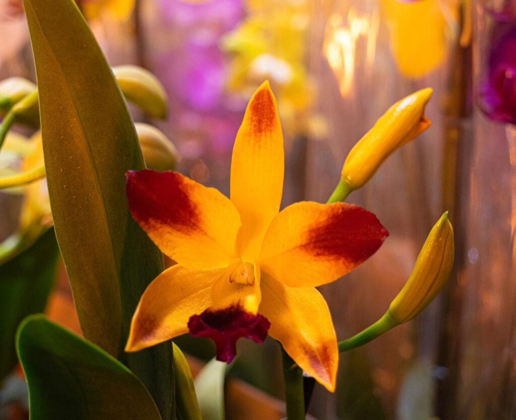 Com 150 espécies de flores, Feira de Holambra começa nesta quinta em Juiz de Fora 1 Feira de Hoplambra 01 Divulgacao