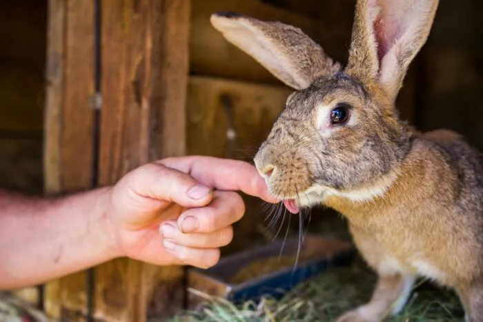Confira 7 cuidados com coelhos de estimação