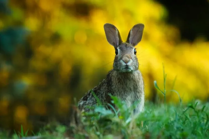 Confira 7 cuidados com coelhos de estimação