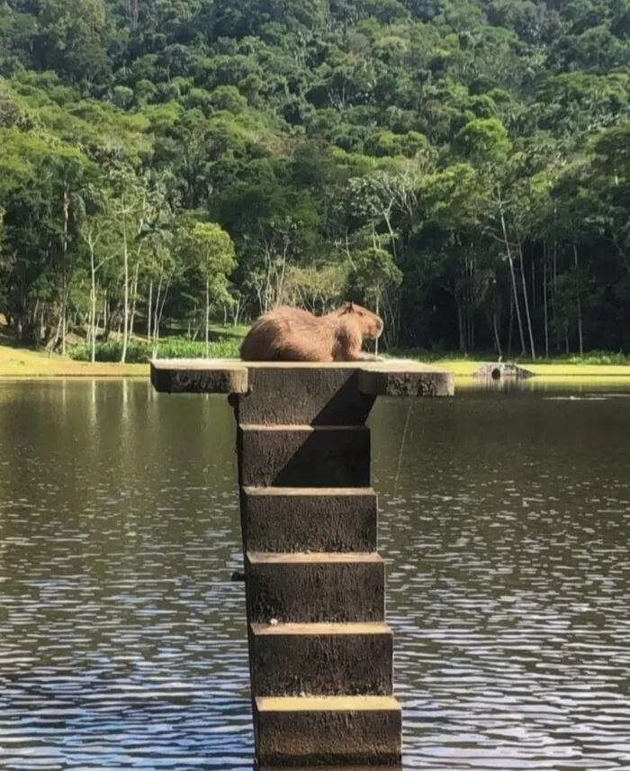 Dia da capivara destaca relação do animal com a cultura brasileira e com Juiz de Fora