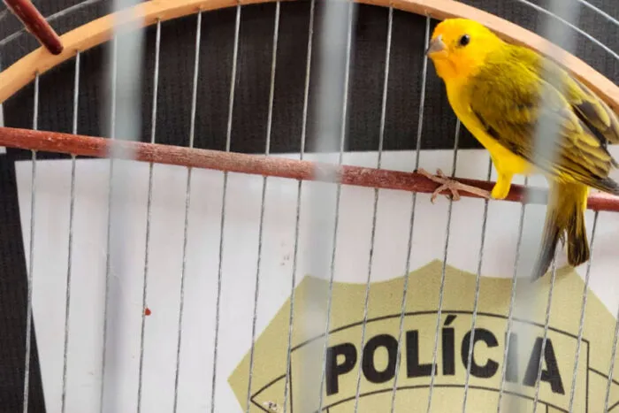 apreensao aves policia civil