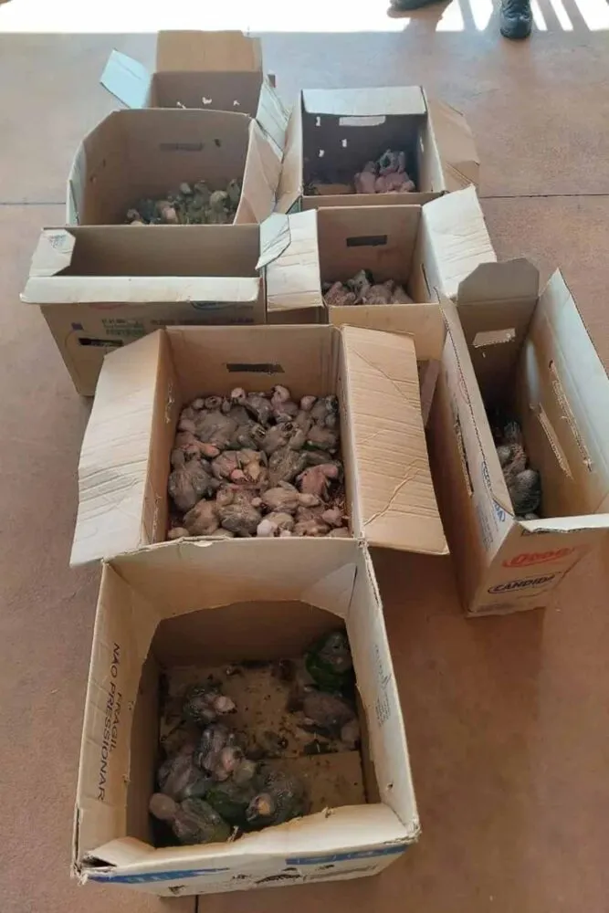 Polícia apreende mais de 120 aves compradas por R$ 5 mil para o tráfico em Minas