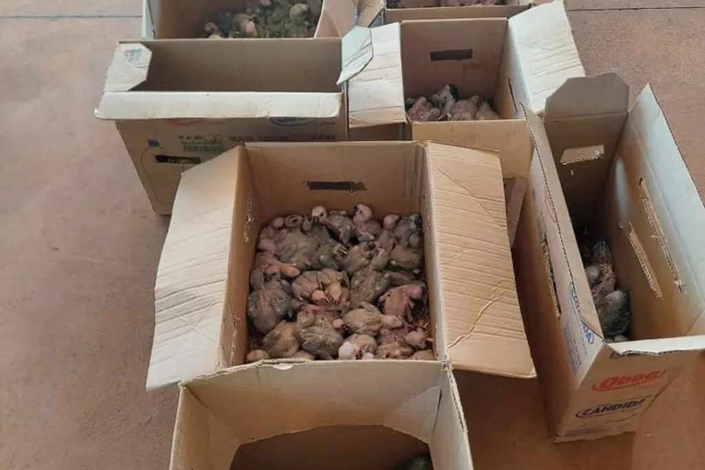 Polícia apreende mais de 120 aves compradas por R$ 5 mil para o tráfico em Minas