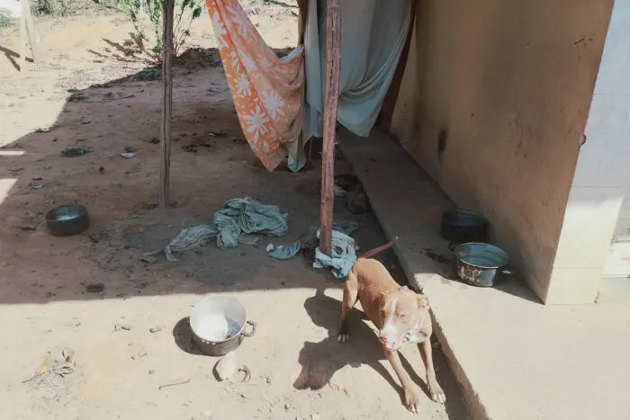 Homem é multado em R$ 1.600 e detido após PM encontrar oito cães em situação de maus-tratos 2 cães