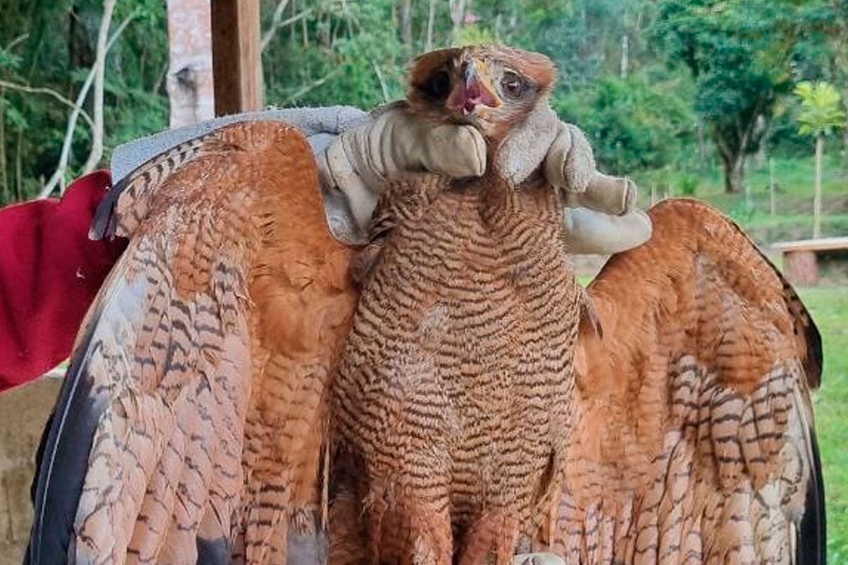 captura-aves-guarda-municipal-divulgacao